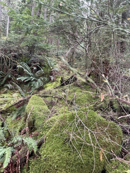 Photo 12 at Lot 2 Indian River Drive, Indian River, North Vancouver