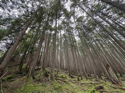 Photo 10 at Lot 2 Indian River Drive, Indian River, North Vancouver
