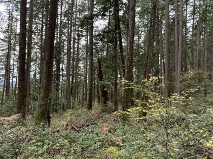 Photo 11 at Lot 2 Indian River Drive, Indian River, North Vancouver