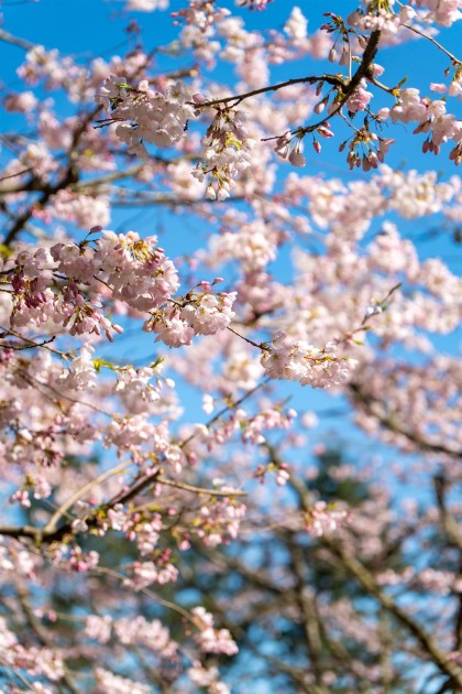 Photo 33 at 4778 Drummond Drive, Point Grey, Vancouver West