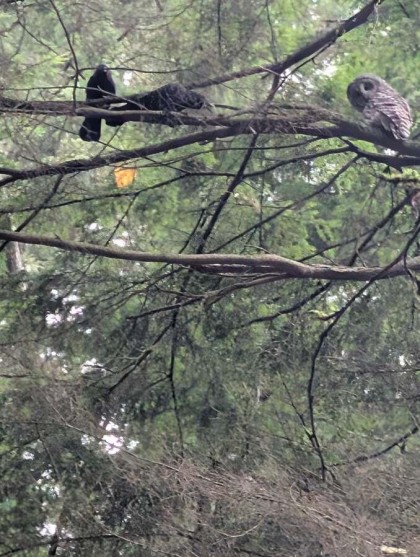 Photo 36 at 1498 Chamberlain Drive, Lynn Valley, North Vancouver