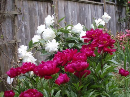 Photo 28 at 1498 Chamberlain Drive, Lynn Valley, North Vancouver