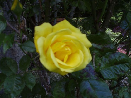 Photo 30 at 1498 Chamberlain Drive, Lynn Valley, North Vancouver