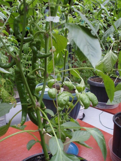 Photo 34 at 1498 Chamberlain Drive, Lynn Valley, North Vancouver