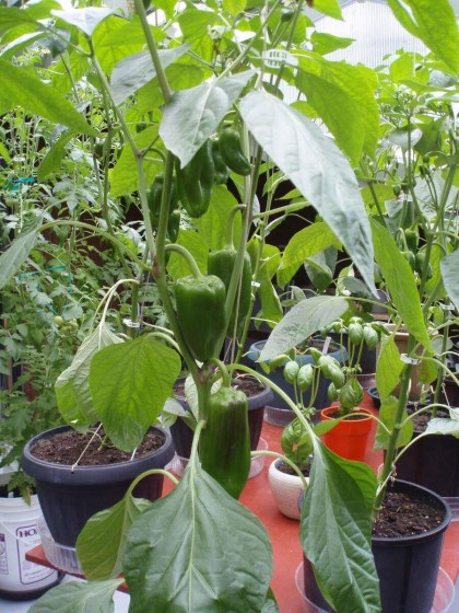 Photo 33 at 1498 Chamberlain Drive, Lynn Valley, North Vancouver