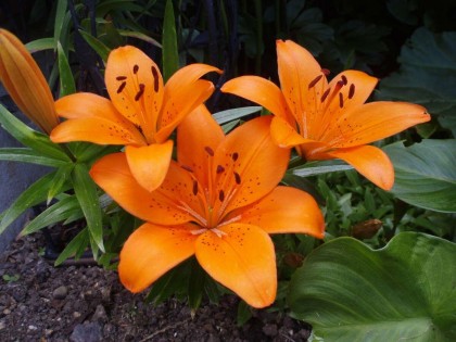 Photo 40 at 1498 Chamberlain Drive, Lynn Valley, North Vancouver