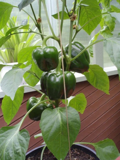 Photo 35 at 1498 Chamberlain Drive, Lynn Valley, North Vancouver