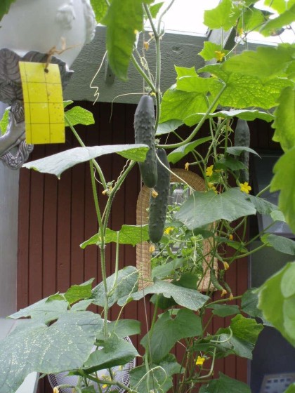 Photo 31 at 1498 Chamberlain Drive, Lynn Valley, North Vancouver