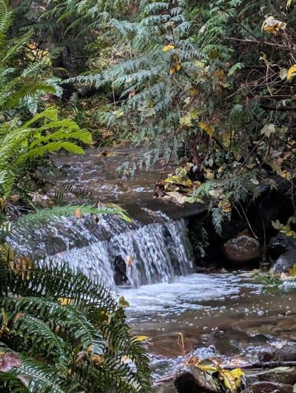 Photo 39 at 1498 Chamberlain Drive, Lynn Valley, North Vancouver