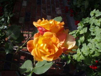 Photo 29 at 1498 Chamberlain Drive, Lynn Valley, North Vancouver