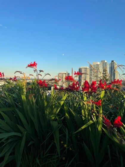 Photo 32 at 603 - 7777 Cambie Street, Marpole, Vancouver West