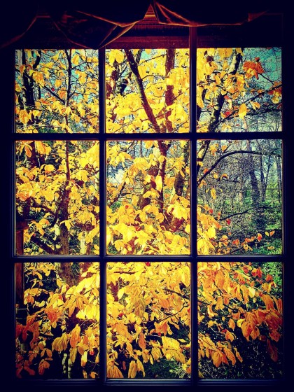 Photo 32 at 6786 Blenheim Street, Southlands, Vancouver West