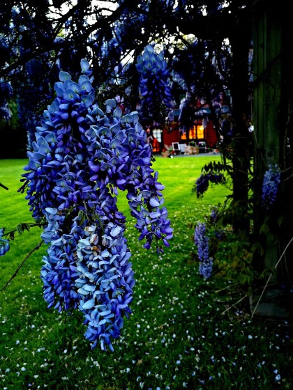 Photo 34 at 6786 Blenheim Street, Southlands, Vancouver West