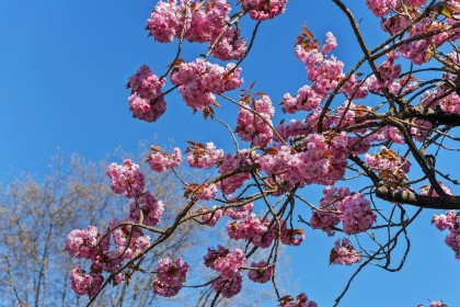 Photo 22 at 305 - 2330 Maple Street, Kitsilano, Vancouver West