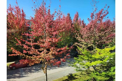 Photo 9 at 202 - 6268 Eagles Drive, University VW, Vancouver West