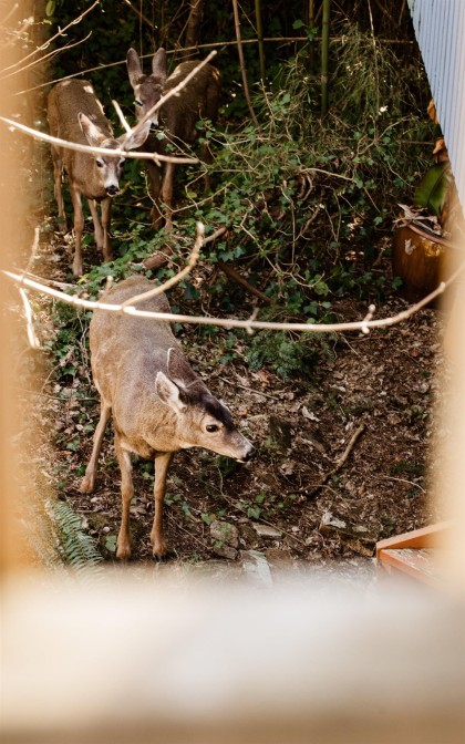 Photo 8 at 4477 Strathcona Road, Deep Cove, North Vancouver