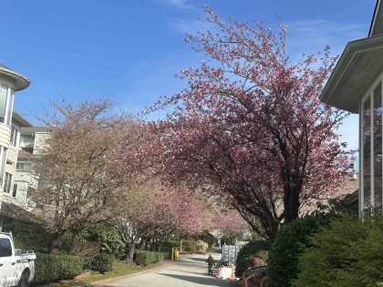 Photo 31 at 233 Waterleigh Drive, Marpole, Vancouver West