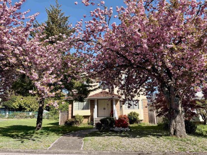 Photo 38 at 8110 Osler Street, Marpole, Vancouver West