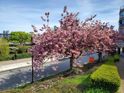 Photo 36 at 103 - 1470 Pennyfarthing Drive, False Creek, Vancouver West