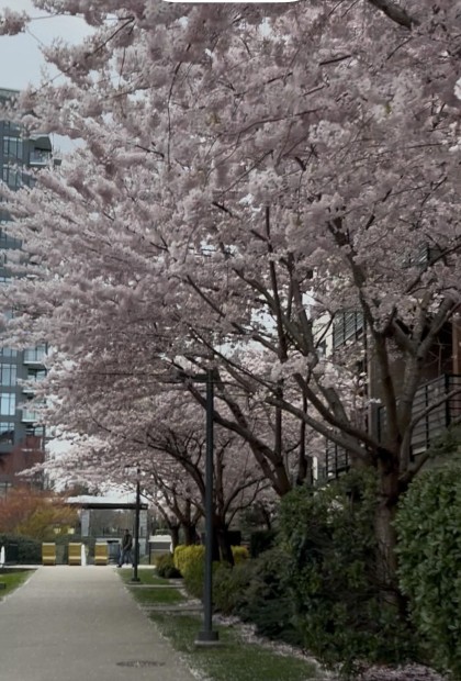 Photo 17 at 212 - 6033 Gray Avenue, University VW, Vancouver West