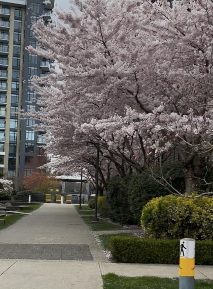 Photo 16 at 212 - 6033 Gray Avenue, University VW, Vancouver West