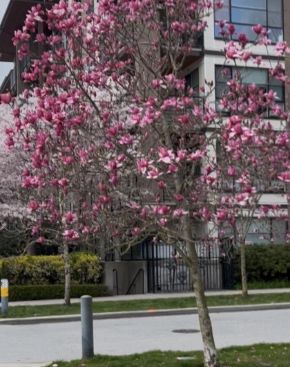 Photo 15 at 212 - 6033 Gray Avenue, University VW, Vancouver West