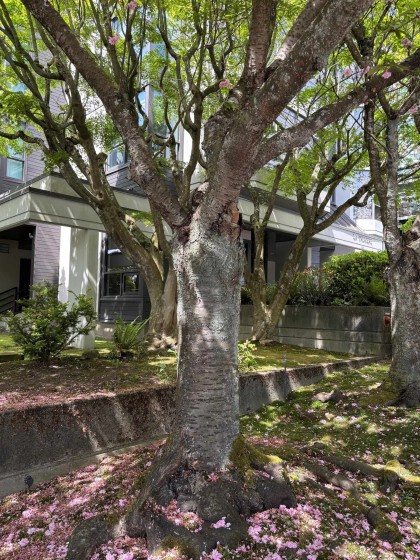 Photo 33 at 602 - 505 Lonsdale Avenue, Lower Lonsdale, North Vancouver