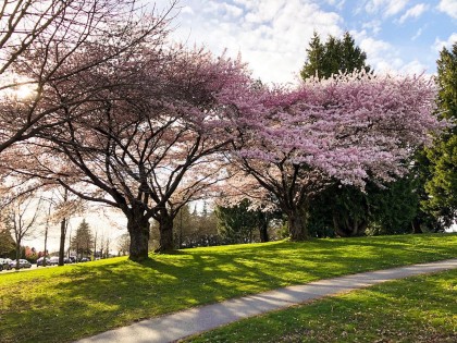 Photo 22 at 307 - 588 W 45th Avenue, Vancouver West