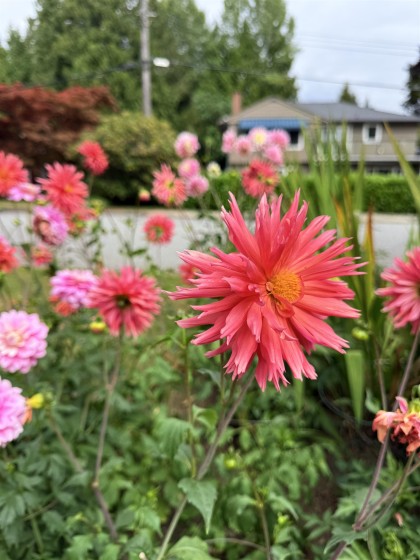 Photo 37 at 2161 Floralynn Crescent, Westlynn, North Vancouver