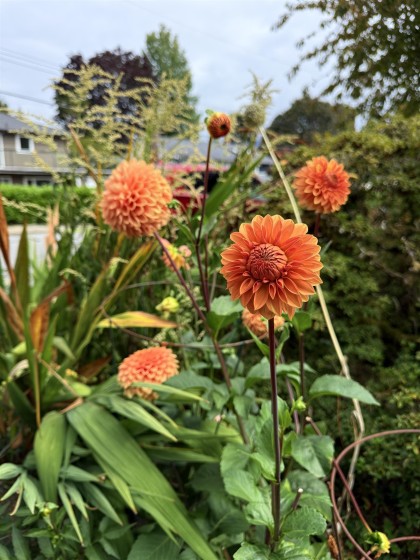 Photo 39 at 2161 Floralynn Crescent, Westlynn, North Vancouver