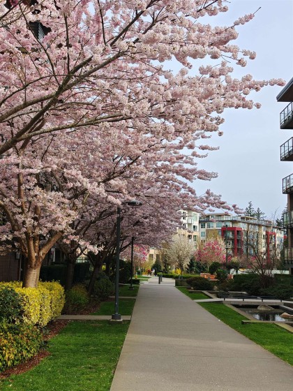Photo 20 at 218 - 6033 Gray Avenue, University VW, Vancouver West